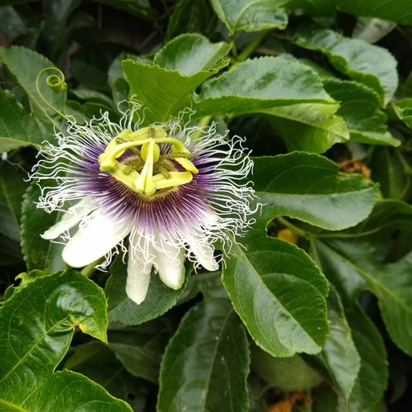 Passion fruit - Picture 3 of 3